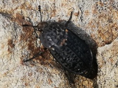 Thanatophilus rugosus