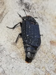 Thanatophilus rugosus