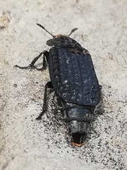 Thanatophilus rugosus