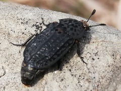 Thanatophilus rugosus