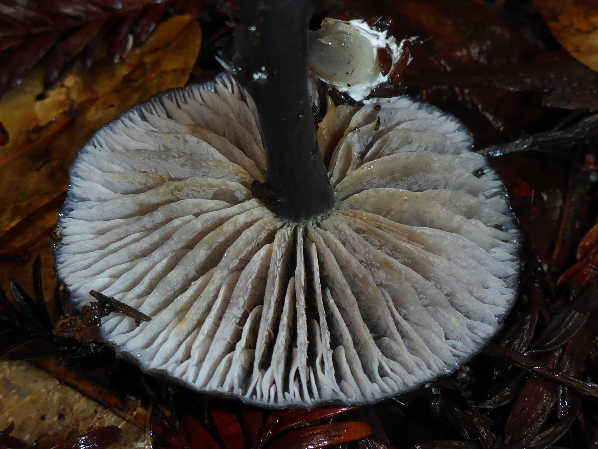 Leptonia pigmentosipes image