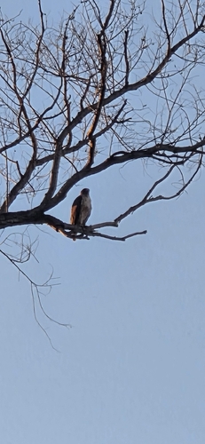 Red-tailed Hawk observed by little_foot1301