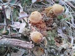 Calostoma ravenelii microsporum