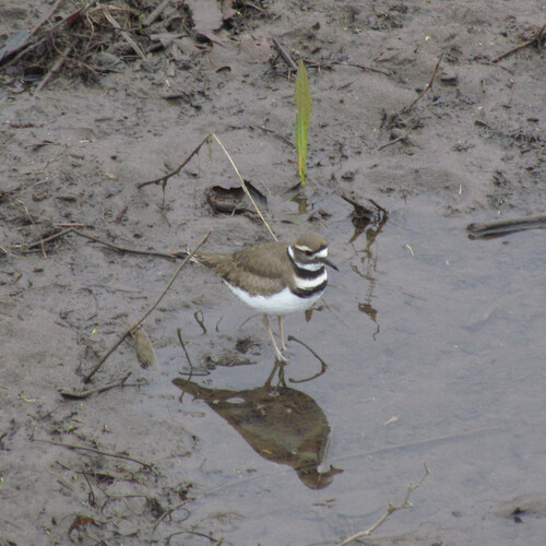 Killdeer