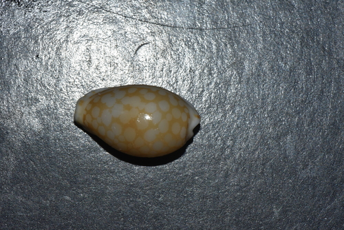 Cribrarula esontropia observed 2020-02-17