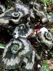 Begonia rex-cultorum