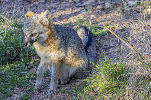 Gray Fox observed by dnvarga