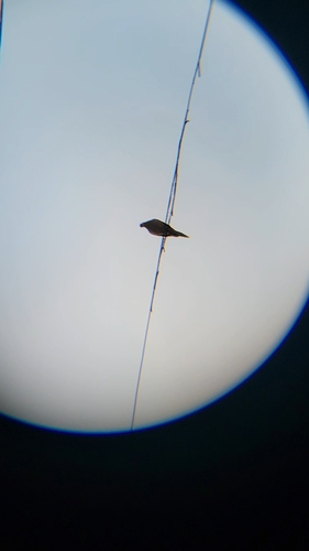 Mourning Dove observed by jade95820