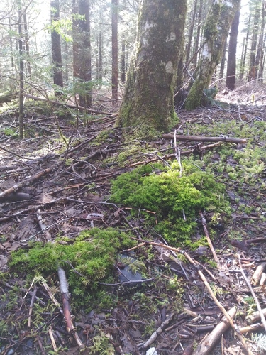 Menzies' Tree Moss (Leucolepis acanthoneura)
