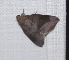 Bastilla hamatilis