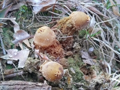 Calostoma ravenelii microsporum