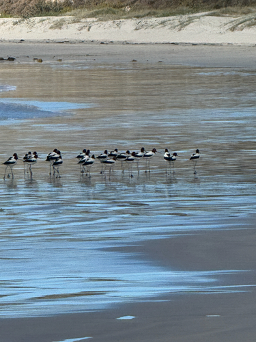Red-necked Avocet (Recurvirostra novaehollandiae), photo 4