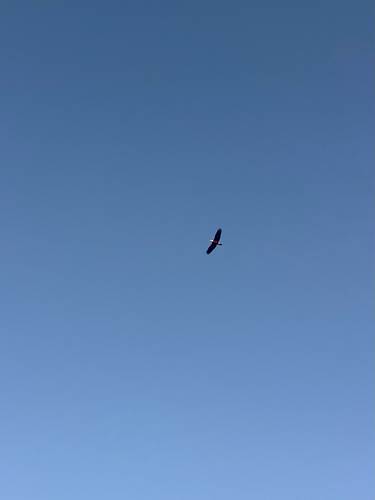 Bald Eagle observed by lwarren22