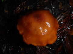 Pyrrhulomyces astragalinus