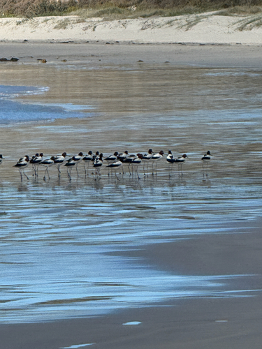 Red-necked Avocet (Recurvirostra novaehollandiae), photo 5