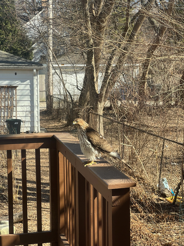 Cooper's Hawk
