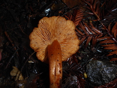 Pyrrhulomyces astragalinus