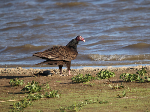 Turkey Vulture observed by sunasak