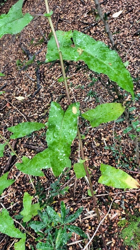 Senecio otites, 2026-03-01