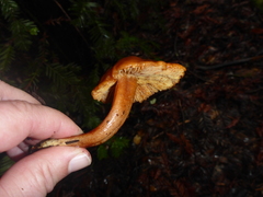 Pyrrhulomyces astragalinus