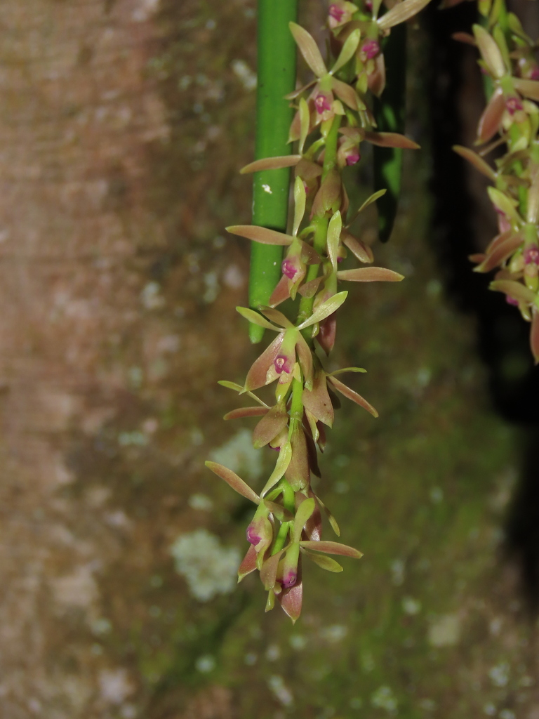 Epidendrum uribei A.D.Hawkes 4
