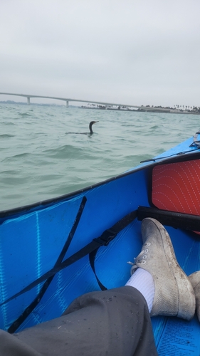 Double-crested Cormorant