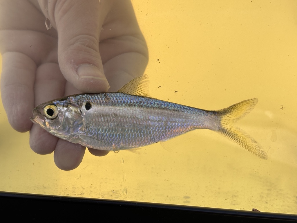 Threadfin Shad