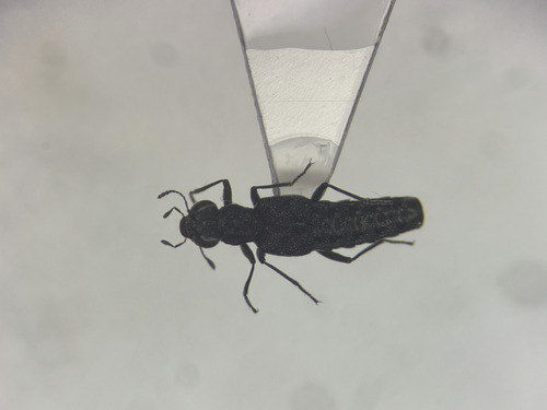 Stenus laccophilus