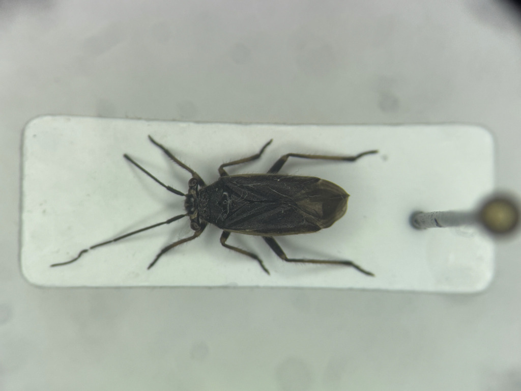 Labops hirtus