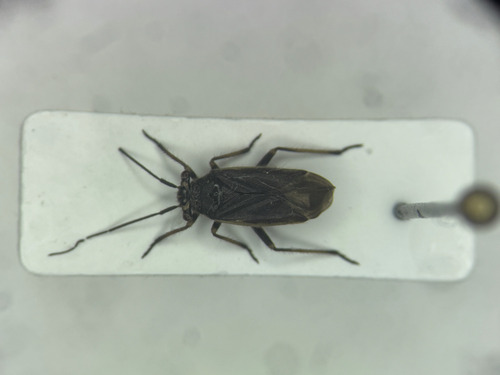 Labops hirtus