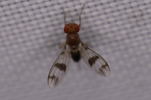 Unknown species found near Anderson Mill, Austin, TX 78750, USA