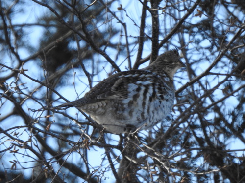 Ruffed Grouse observed by medolark