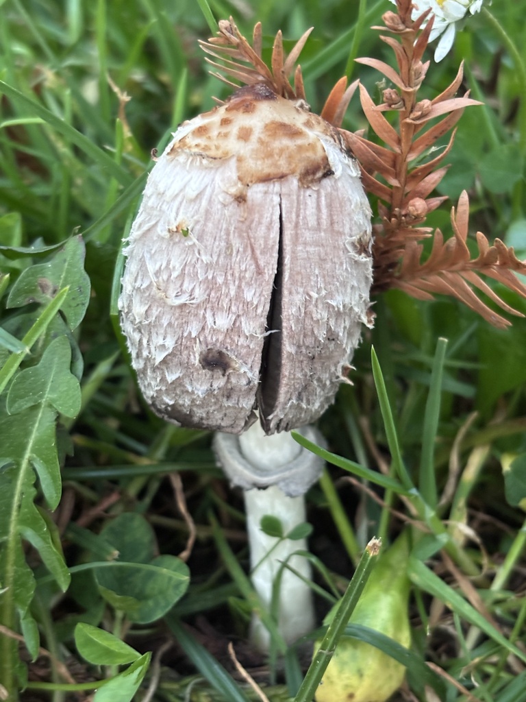 Coprinus comatus · March 2026 · photo: © reago (iNaturalist, cc-by)