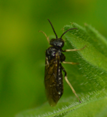 Monophadnus pallescens