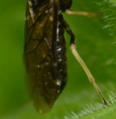 Monophadnus pallescens