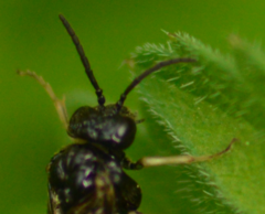 Monophadnus pallescens