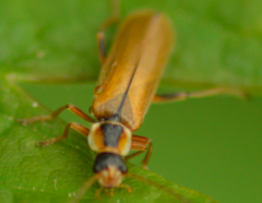 Cantharis decipiens