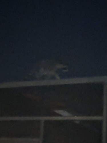 Common Raccoon observed by liminal_leaf_litter