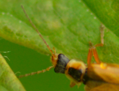 Cantharis decipiens