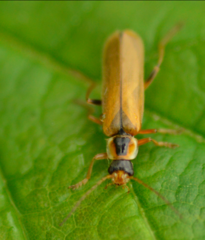 Cantharis decipiens