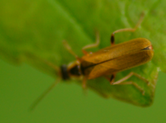 Cantharis decipiens