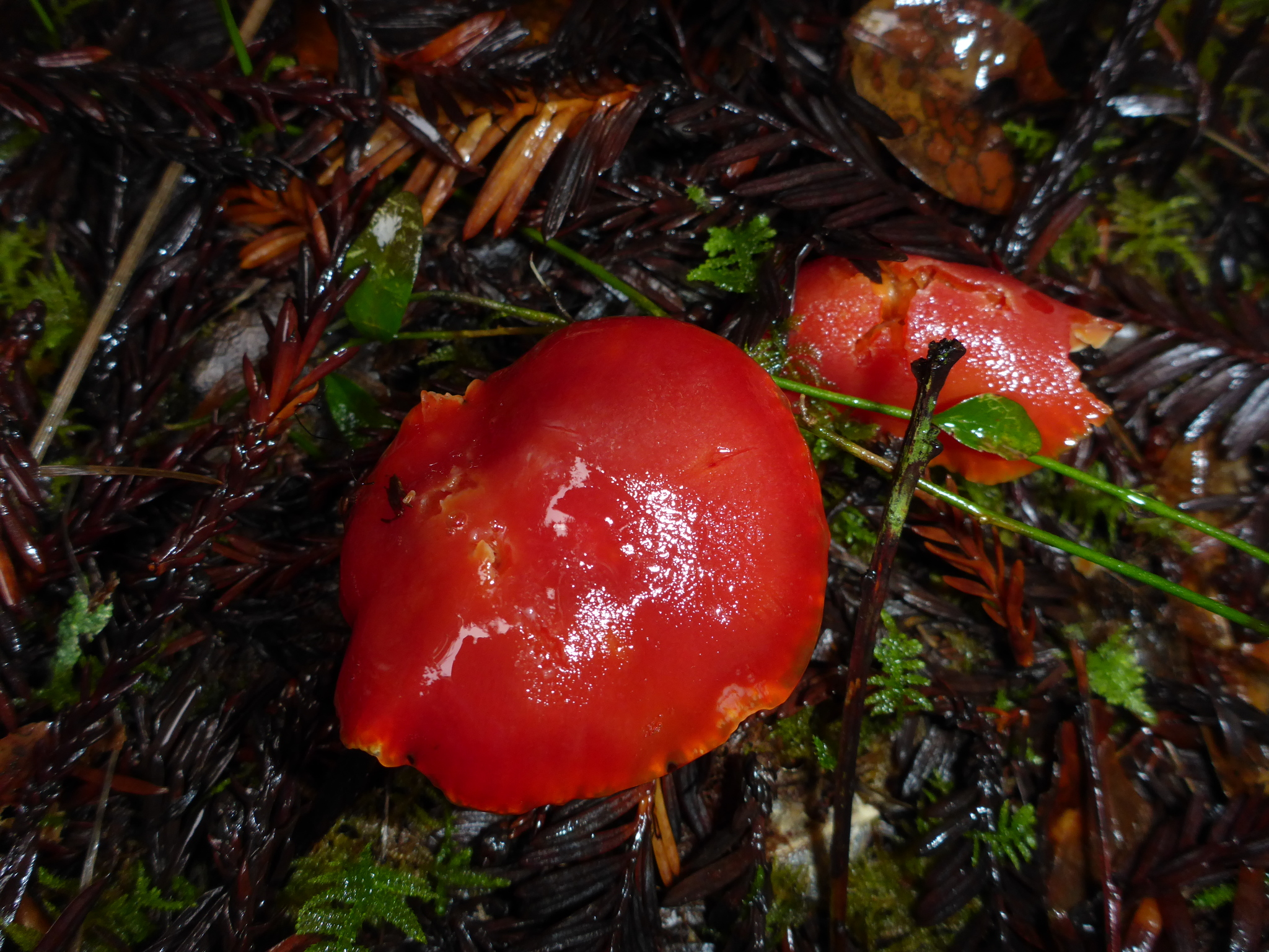 Hygrocybe coccinea image