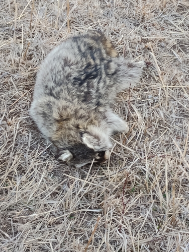 Common Raccoon observed by lydia_hummer