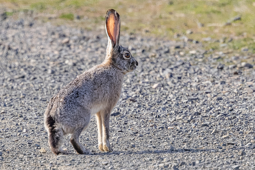 Black-tailed Jackrabbit observed by jefb09