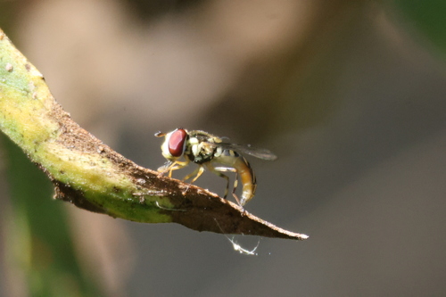 Unknown species found near San Joaquin Marsh, Irvine, CA 92612, USA