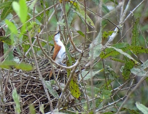 Red-and-white Spinetail (Certhiaxis mustelinus), photo 2