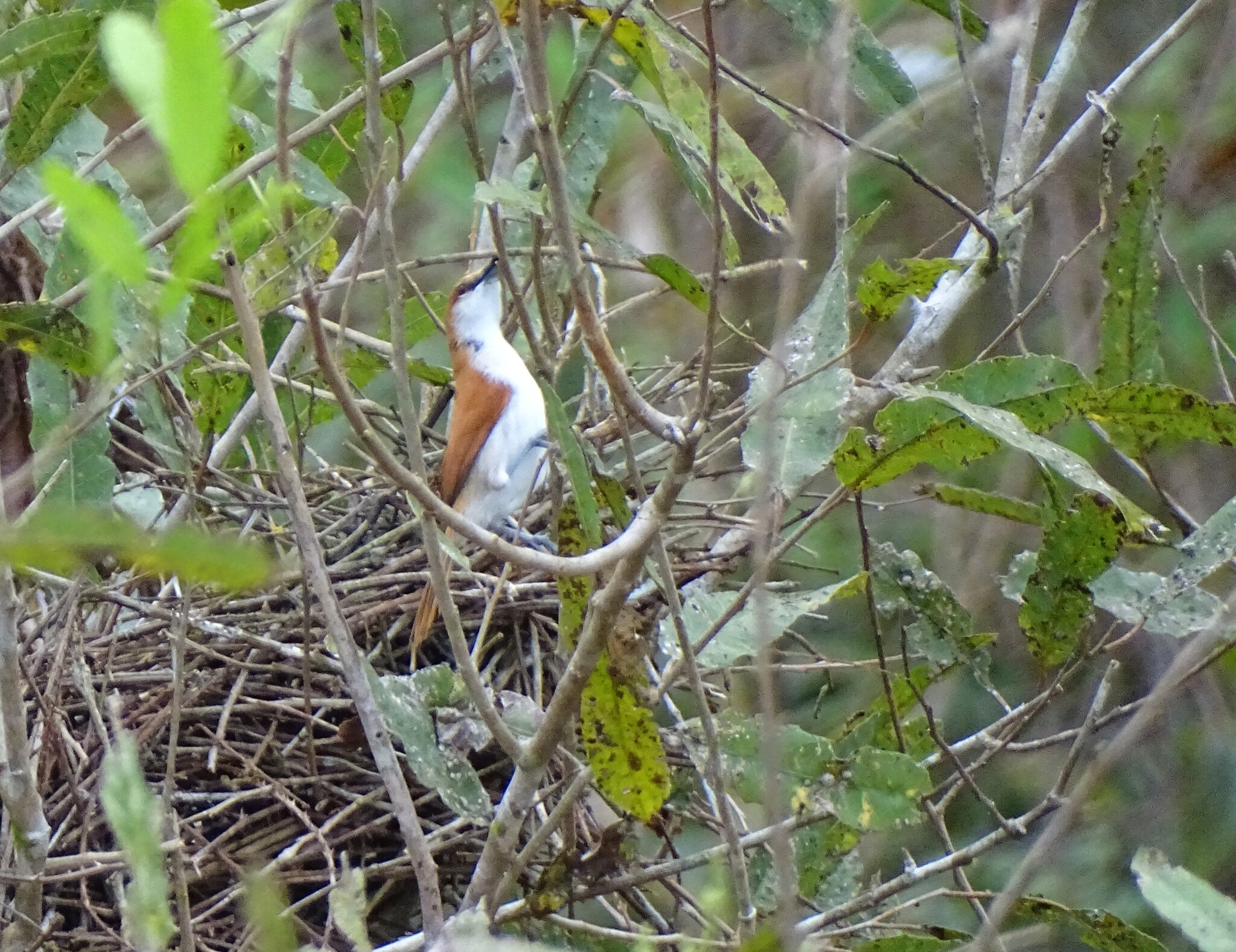 Red-and-white Spinetail (Certhiaxis mustelinus), photo 2