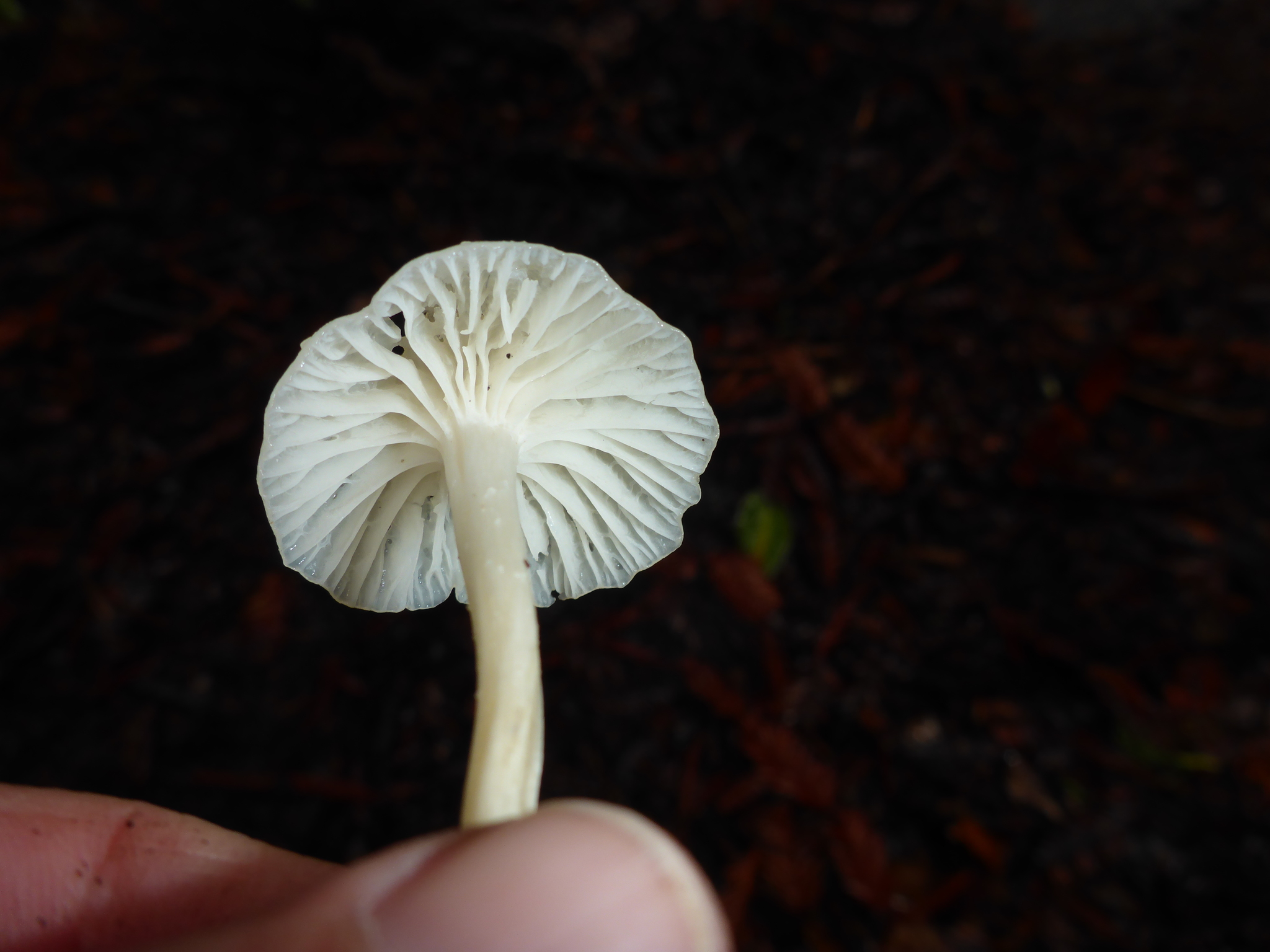 Hygrocybe russocoriacea image