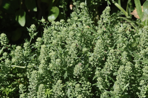iNaturalist observation photo of Veiny Pepperweed