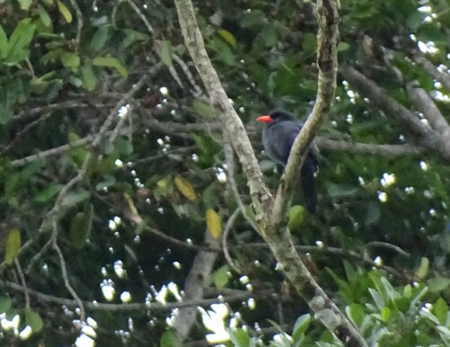 Black-fronted Nunbird (Monasa nigrifrons), photo 7